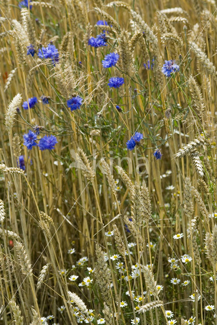 Cornflower (Centaurea cyanus)