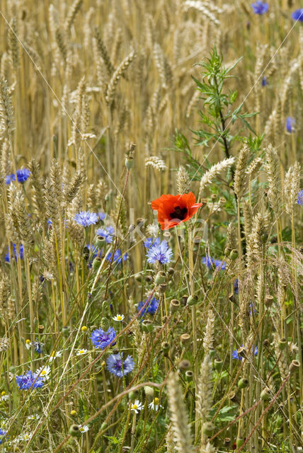 Cornflower (Centaurea cyanus)