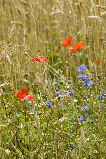 Cornflower (Centaurea cyanus)