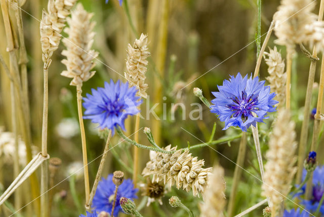 Korenbloem (Centaurea cyanus)