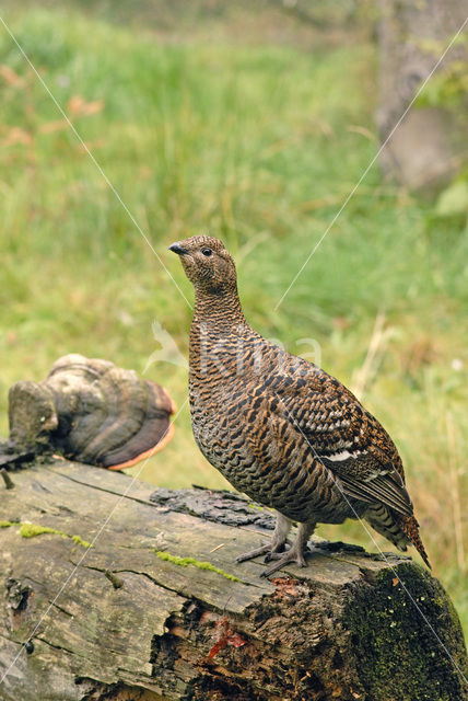 Black Grouse (Tetrao tetrix)