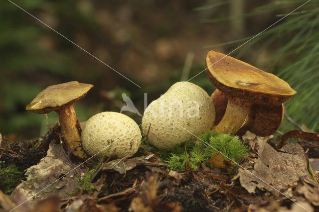 Kostgangerboleet (Boletus parasiticus)