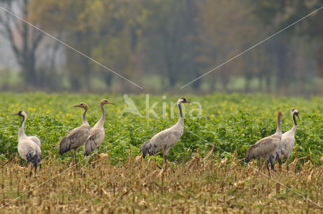 Common Crane (Grus grus)