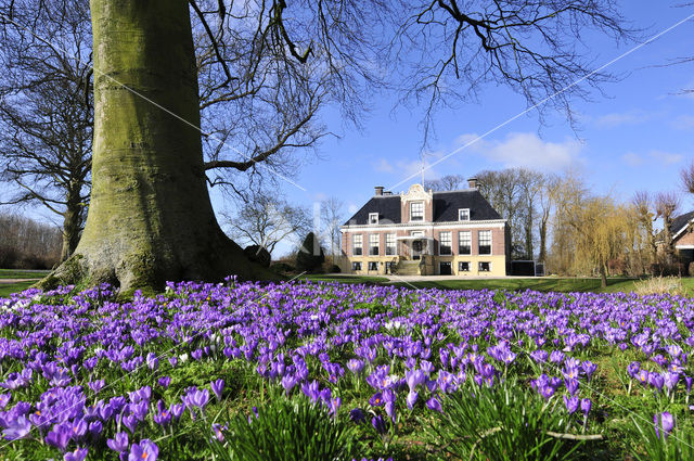 Crocus (Crocus spec.)