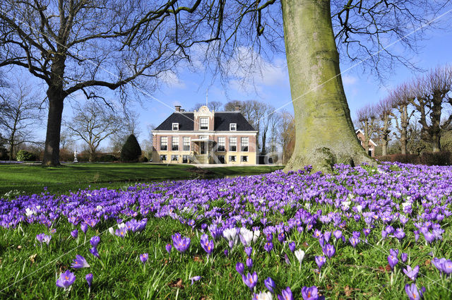 Crocus (Crocus spec.)