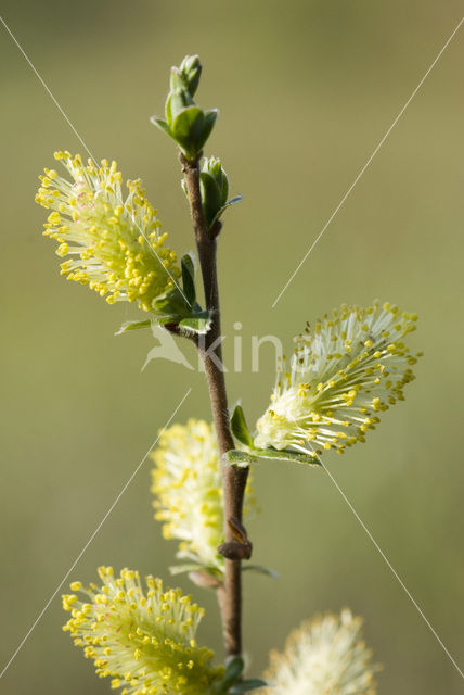 Creeping Willow (Salix repens)