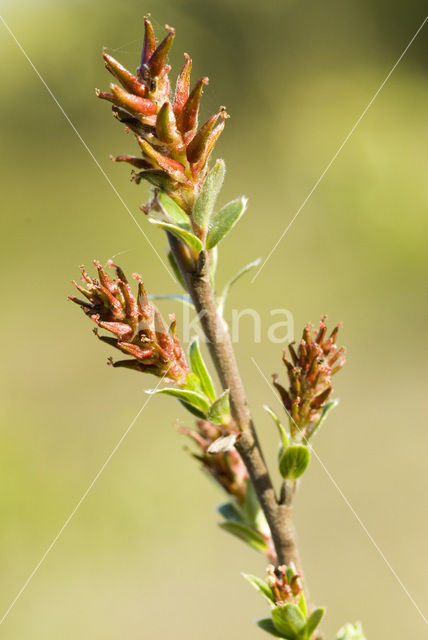 Kruipwilg (Salix repens)