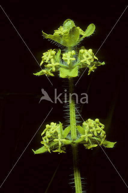Kruisbladwalstro (Cruciata laevipes)