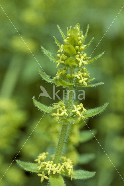 Kruisbladwalstro (Cruciata laevipes)