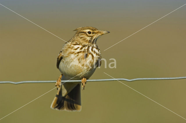 Crested Lark (Galerida cristata)