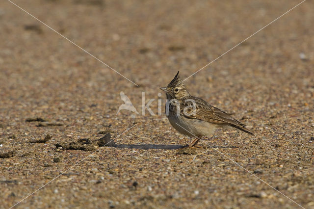 Crested Lark (Galerida cristata)