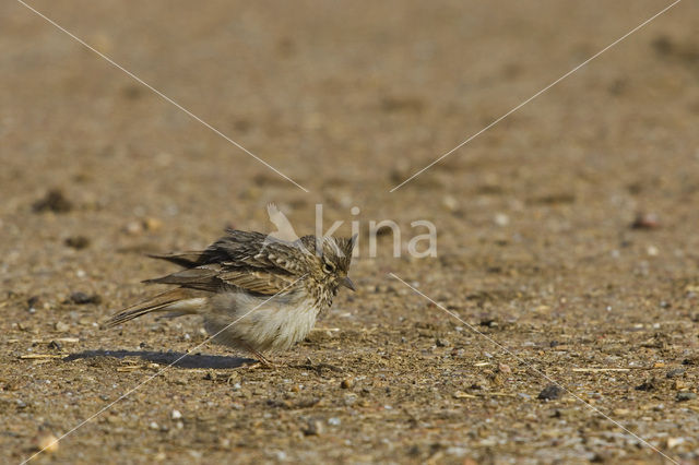 Crested Lark (Galerida cristata)