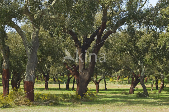 Cork Oak (Quercus suber)