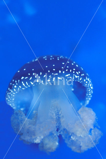 Jellyfish