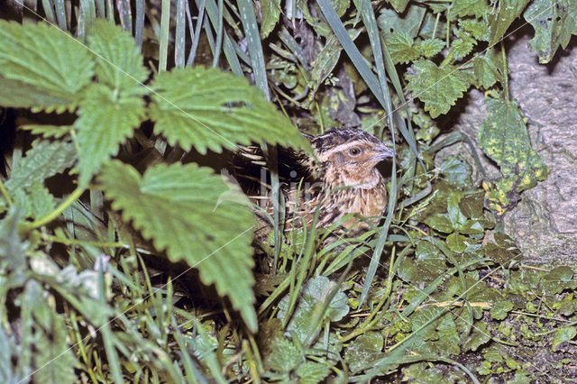 Common Quail (Coturnix coturnix)