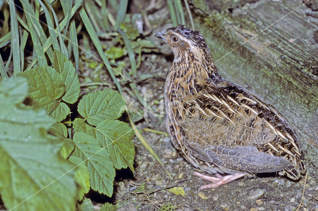 Kwartel (Coturnix coturnix)