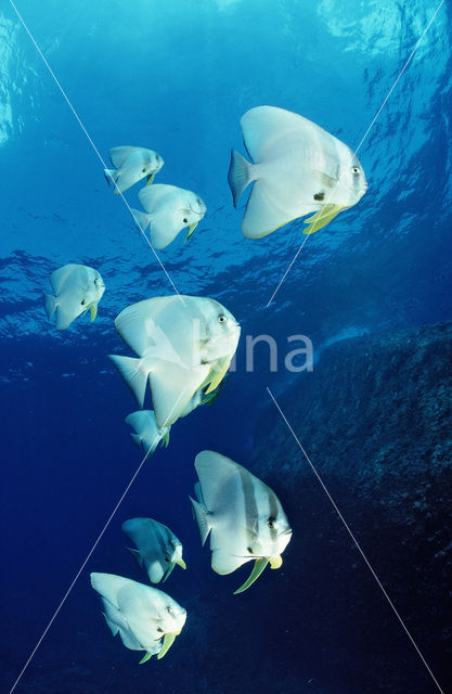 Longfin batfish (Platax teira)