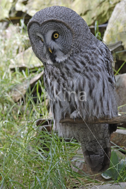 Great Grey Owl (Strix nebulosa)