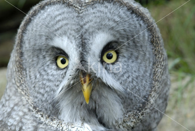 Great Grey Owl (Strix nebulosa)