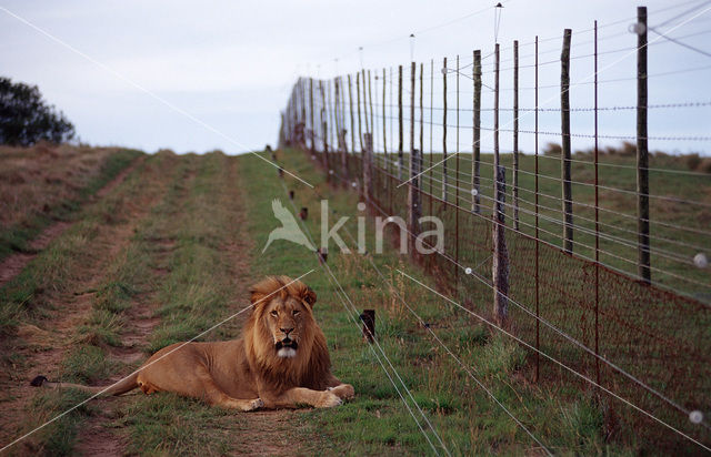 Lion (Panthera leo)