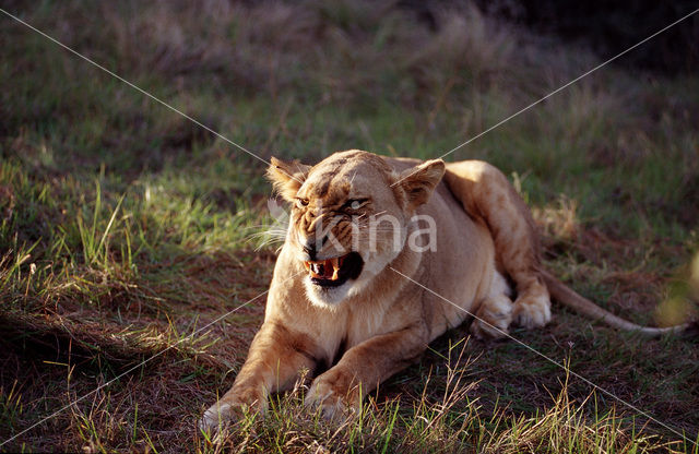 Leeuw (Panthera leo)