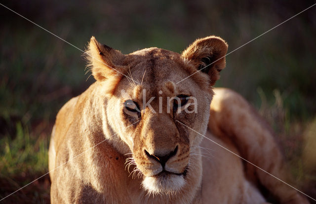 Leeuw (Panthera leo)