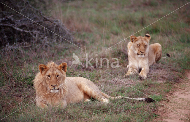 Lion (Panthera leo)