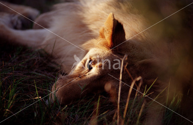 Lion (Panthera leo)