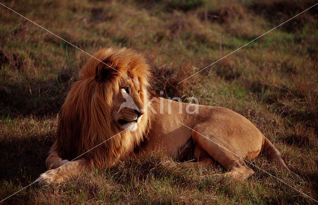 Leeuw (Panthera leo)