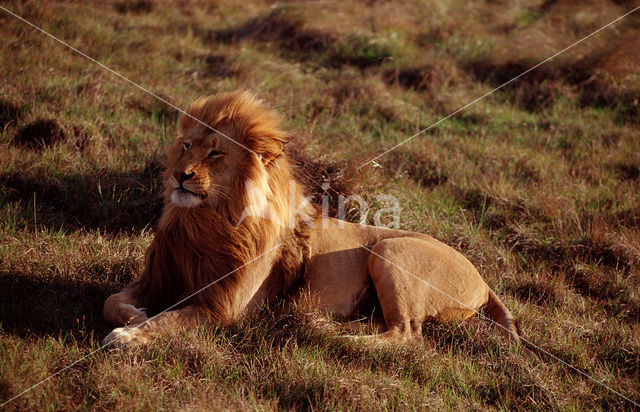 Leeuw (Panthera leo)