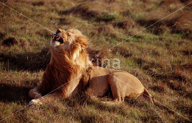 Lion (Panthera leo)