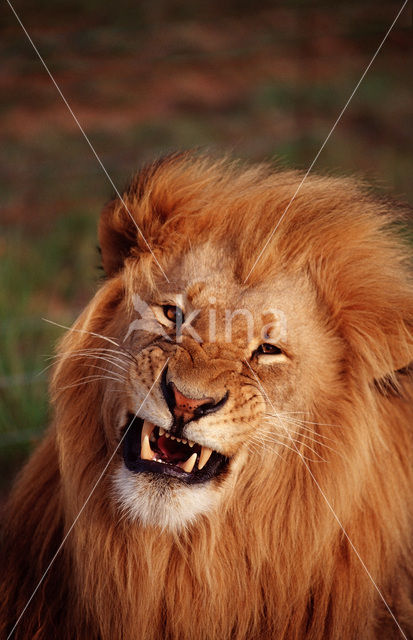 Lion (Panthera leo)