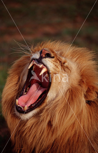 Leeuw (Panthera leo)