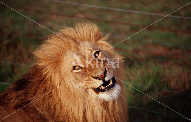 Lion (Panthera leo)