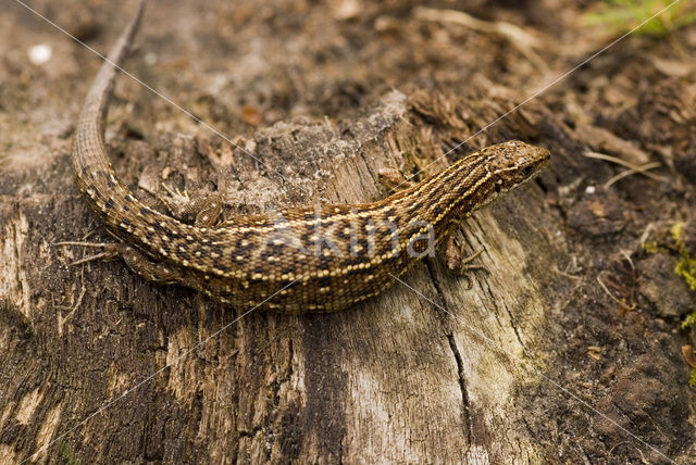 Viviparous Lizard (Zootoca vivipara)