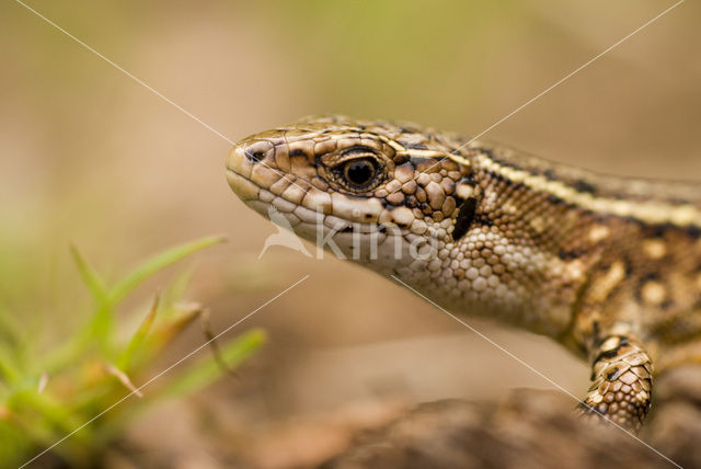 Viviparous Lizard (Zootoca vivipara)