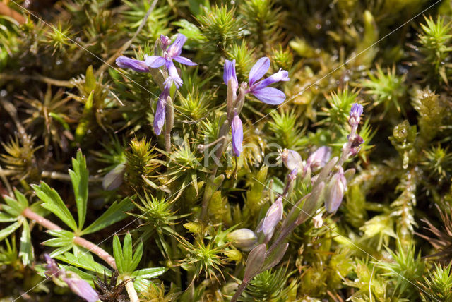 Liggende vleugeltjesbloem (Polygala serpyllifolia)