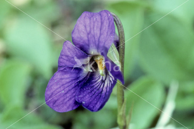 Maarts viooltje (Viola odorata)