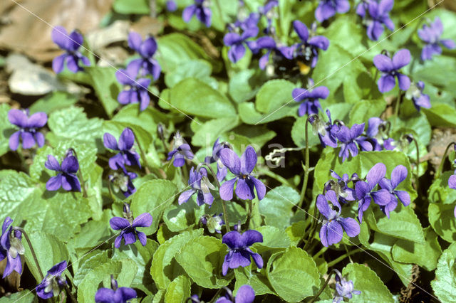 Maarts viooltje (Viola odorata)