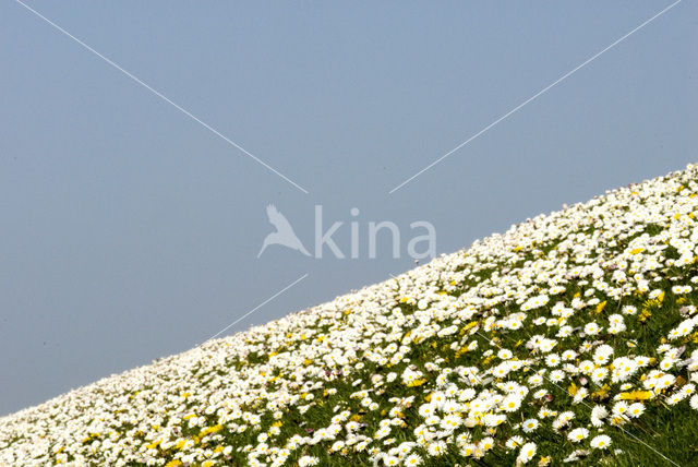 Madeliefje (Bellis perennis)