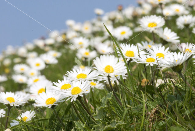 Madeliefje (Bellis perennis)