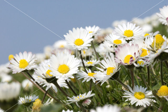 Madeliefje (Bellis perennis)