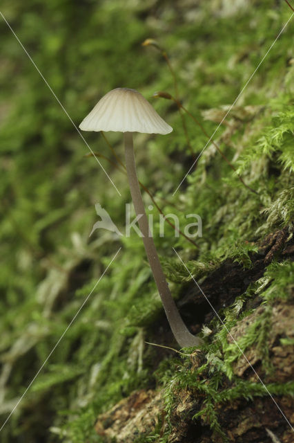 Melksteelmycena (Mycena galopus)