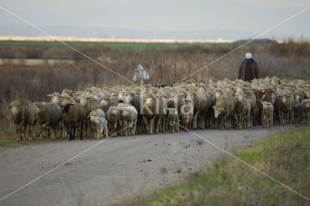 Merino schaap (Ovis domesticus)