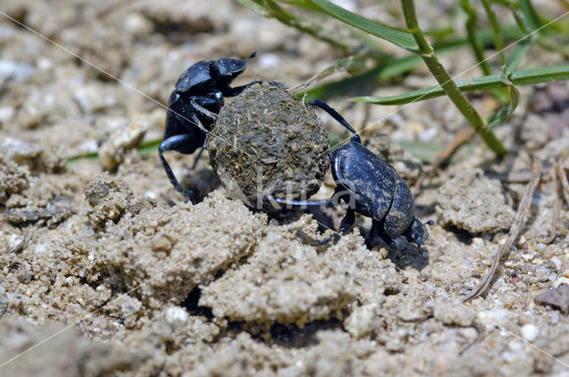 Dung beetle