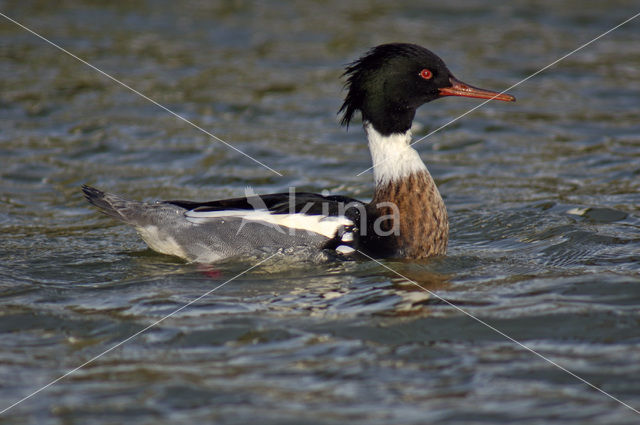 Red-brested Merganser (Mergus serrator)