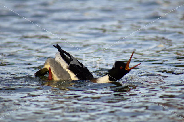 Red-brested Merganser (Mergus serrator)