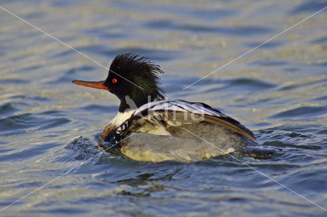 Red-brested Merganser (Mergus serrator)