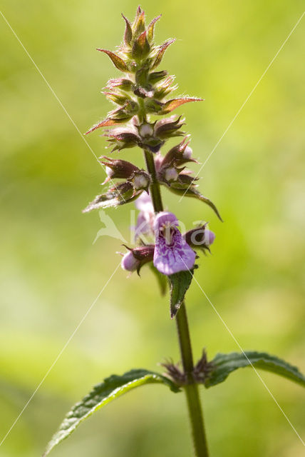 Moerasandoorn (Stachys palustris)