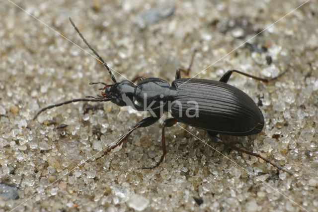 Moerassnelloper (Agonum fuliginosum)